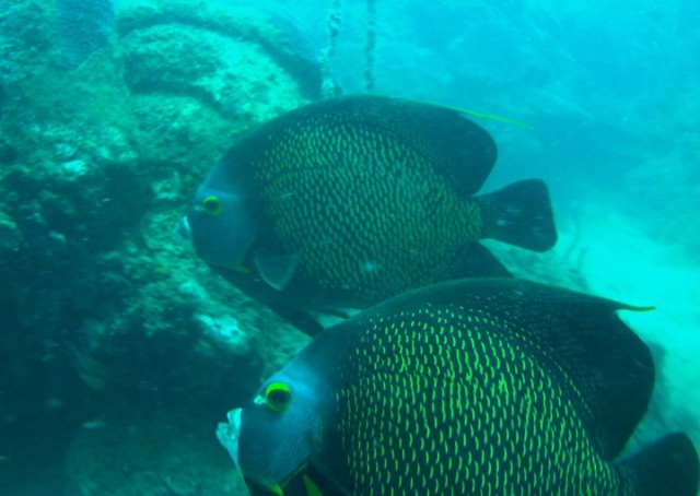 Peces tropicales